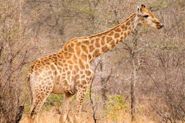 Giraffe