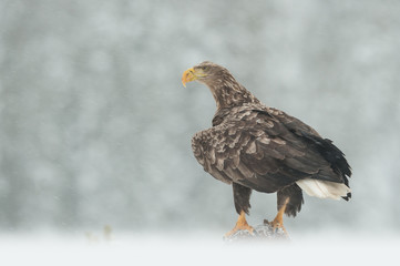 White tailed Eagle in a blizzard