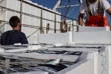 Sbarco pesce azzurro