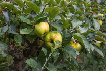 Pommier