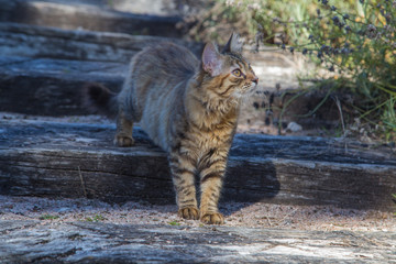 Chat