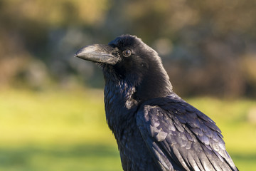 raven corvus corax