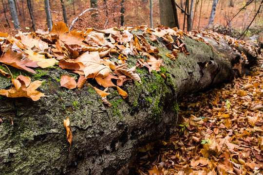 Leaves on the wood log in beech forest (Poland)