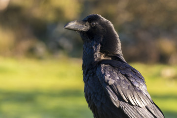 raven carvus corax