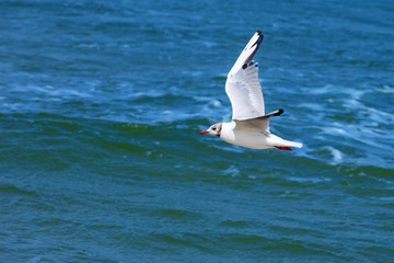 Fototapeta na wymiar white seagull flying on a background of blue sea