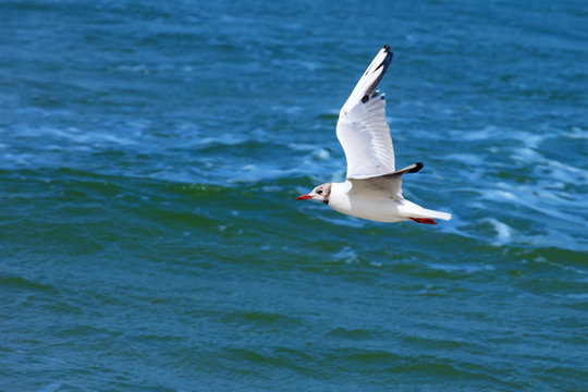 white seagull flying on a background of blue sea