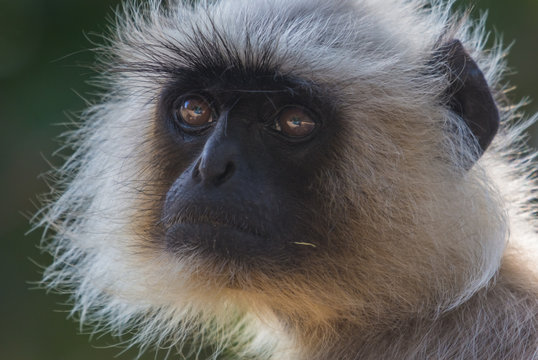 Portrait of an Indian Langoor found in its natural habitat