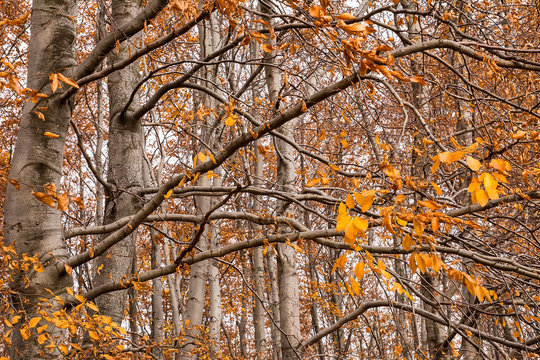 Beech forest in autumn (Poland)