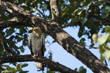 An Egyptian vulture bird perched on a tree