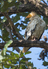 An Egyptian vulture bird perched on a tree