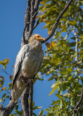 An Egyptian vulture bird perched on a tree