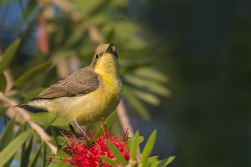 Purple Rumped sunbird female perched on a tree top
