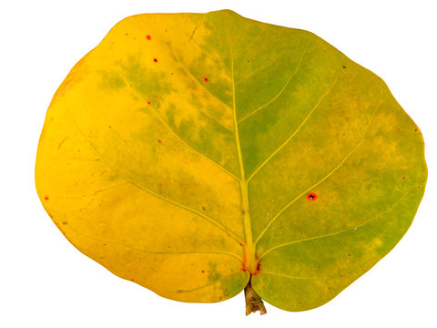 feuille de raisin de mer, Coccoloba uvifera, plante m&eacute;dicinale tropicale, fond blanc