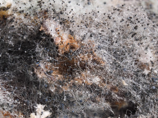 Ugly, disgusting mold. Mold spores black and white