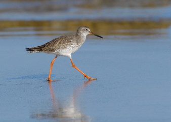 Common Redshank Walking on the Beach