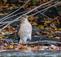 Cooper's Hawk