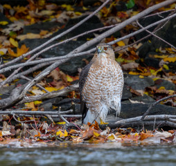 Cooper's Hawk