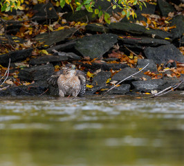 Cooper's Hawk Bathing
