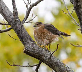 Cooper's Hawk