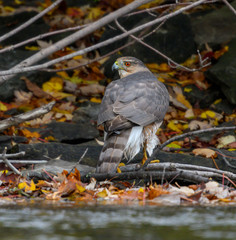 Cooper's Hawk