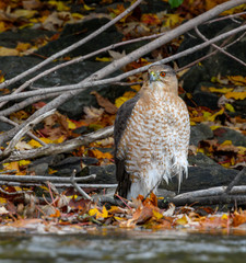 Cooper's Hawk