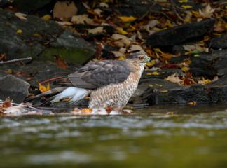 Cooper's Hawk