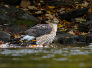 Cooper's Hawk