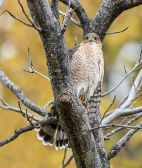 Cooper's Hawk