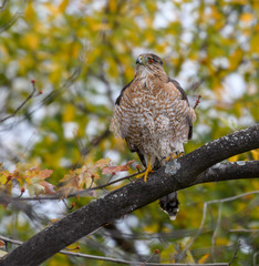 Cooper's Hawk