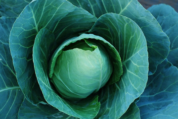 Agriculture fresh cabbage in Nontoxic farm. From rural of Thailand. 