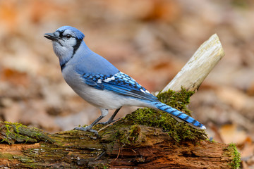  Blue Jay  in Fall