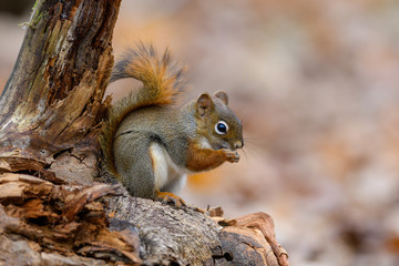 American Red Squirrel Portrait in Fall