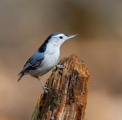 White-breasted Nuthatch in Fall