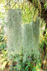 hanging spanish moss for pattern and background