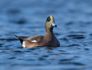 American Wigeon Swimming