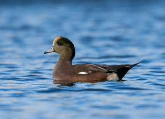 American Wigeon Swimming