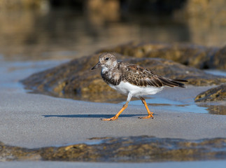 Ruddy Turnstone Foraging