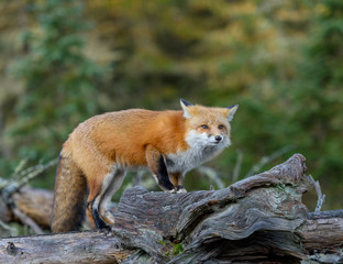 Red Fox Portrait
