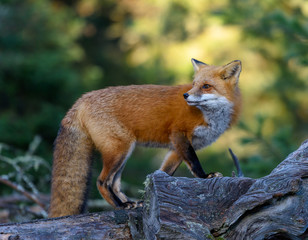 Red Fox Portrait