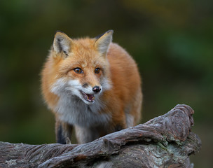 Red Fox Portrait 