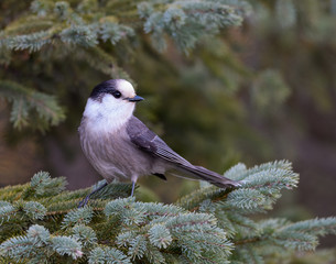 Gray Jay