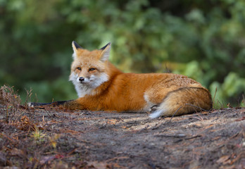 Red Fox Portrait