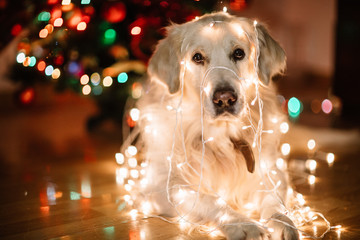 Christmas Labrador in garland