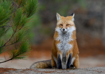 Red Fox Portrait