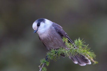 Gray Jay