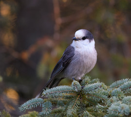 Gray Jay