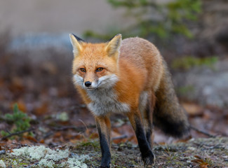 Red Fox Portrait