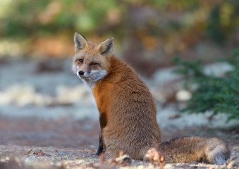Red Fox Portrait