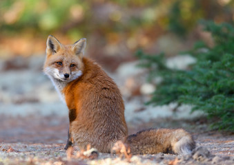 Red Fox Portrait