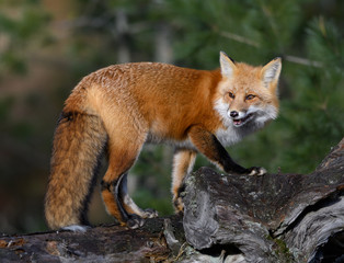 Red Fox Portrait